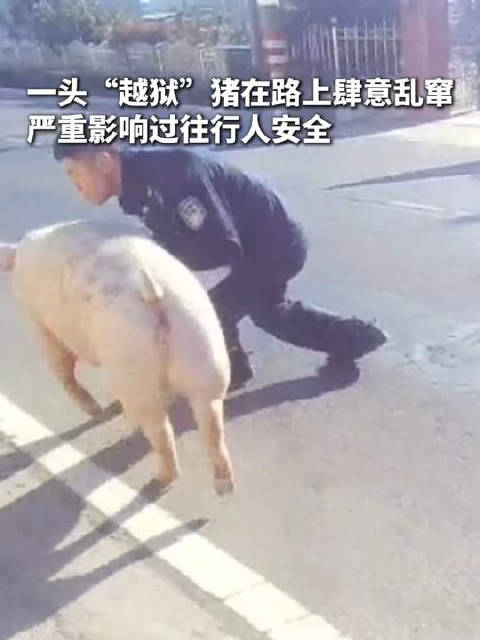 宁波民警街头智擒二师兄