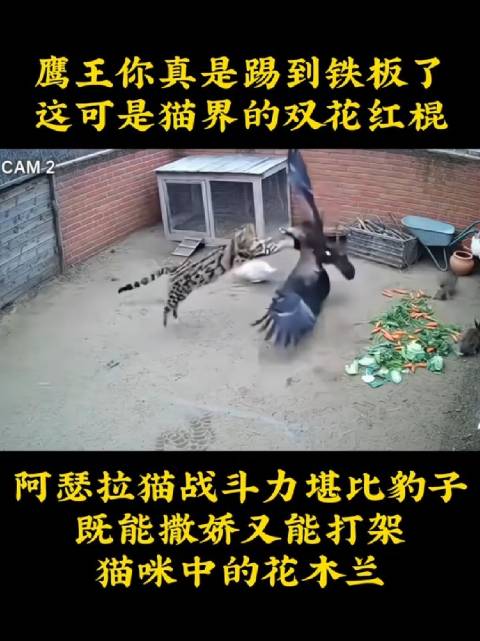 鹰王这下你可踢到铁板了，阿瑟拉猫可是又能撒娇又能打架的猫界花木兰！