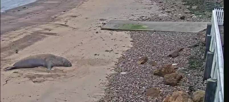 海豹被惹恼试图抢夺相机