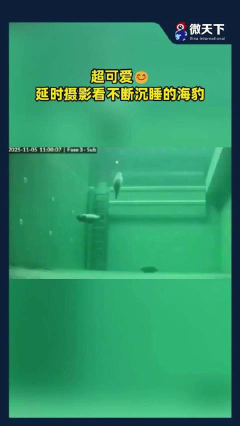 超可爱延时摄影看不断沉睡的海豹