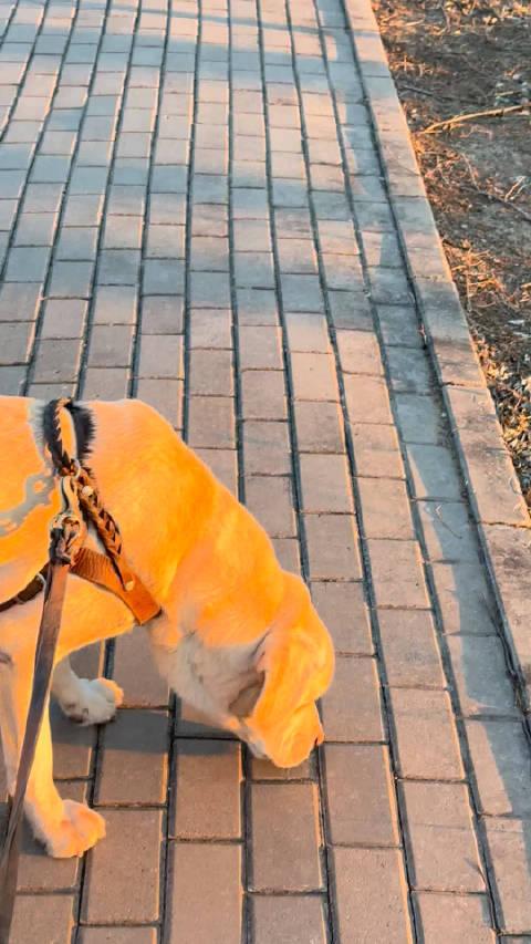 夕阳给仔仔镀金