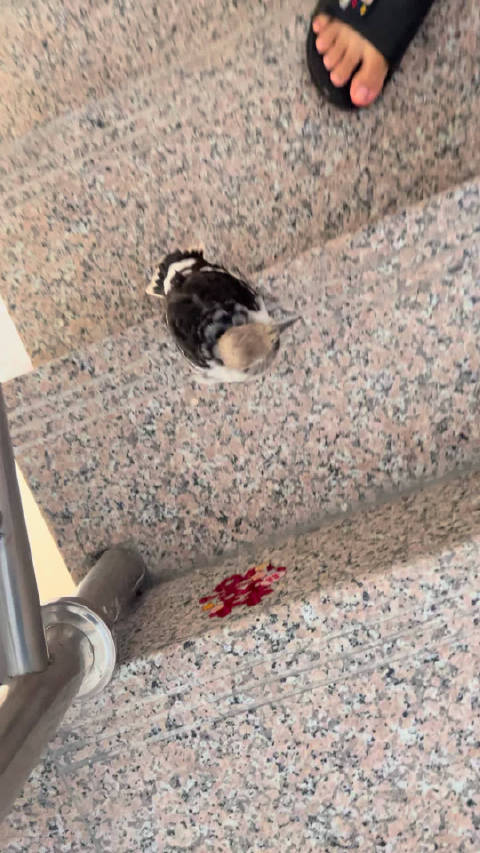 网友发长文悼念饲养两月小鸟发哥离世