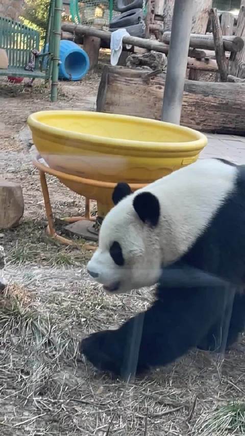 孩子每日尝试越狱逗乐家长