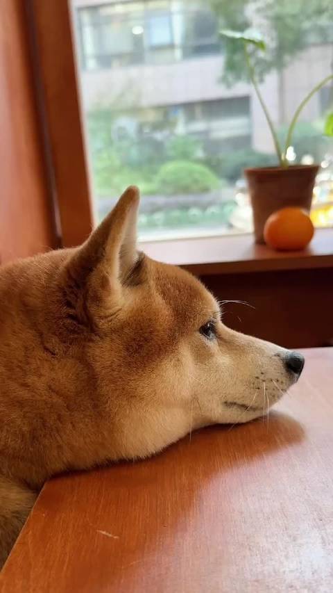 妙脆角给我玩玩，我玩一只出租一只耳