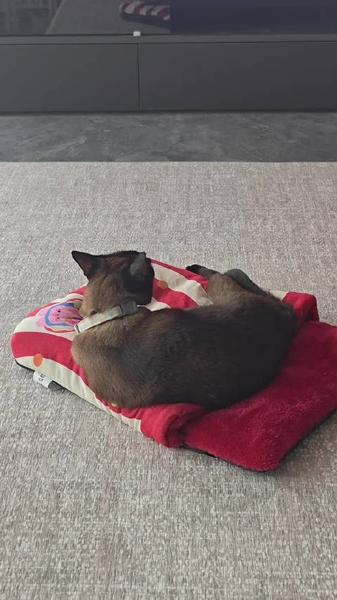 猫咪拖被窝看电视舔毛悠闲生活引关注