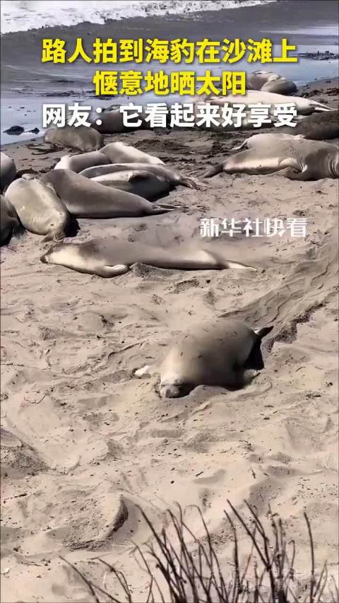 海豹沙滩晒太阳，惬意至极！