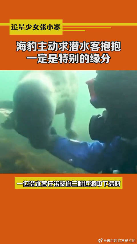 海豹主动求潜水客抱抱，好粘人哦~在海里一定很孤独吧微博VC计划