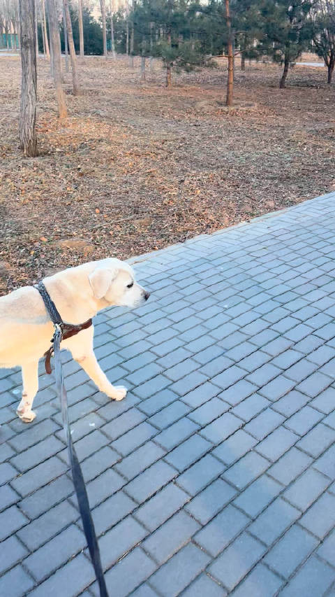 我已经可以追拍仔仔 （手机差点掉在地上）