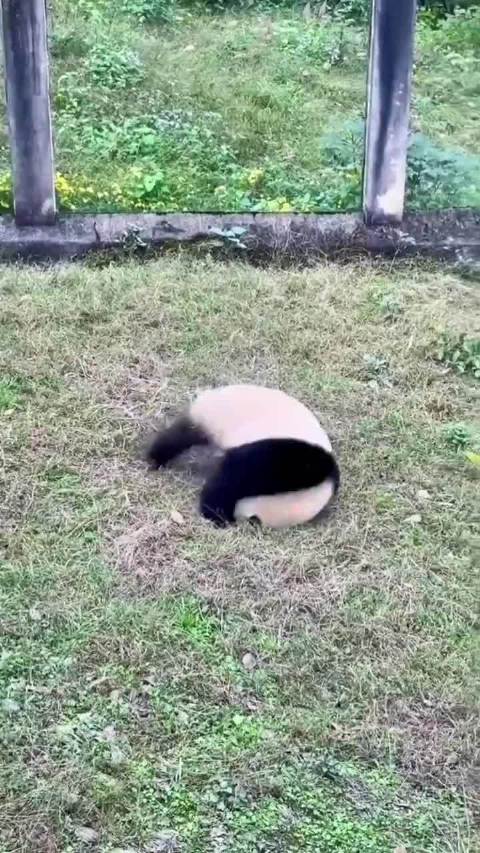 “ 渝爱秀功夫，功夫熊猫确有其事！”