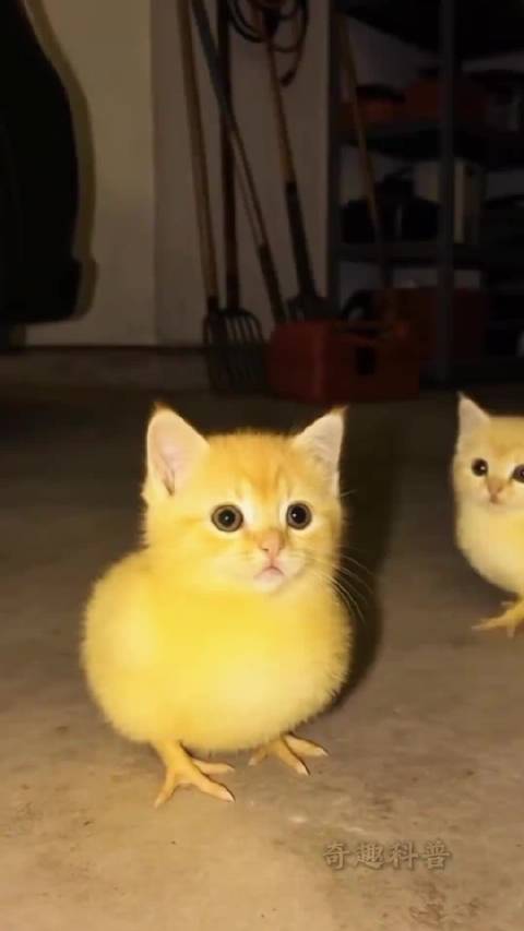 动物世界分享10种“奇怪”动物