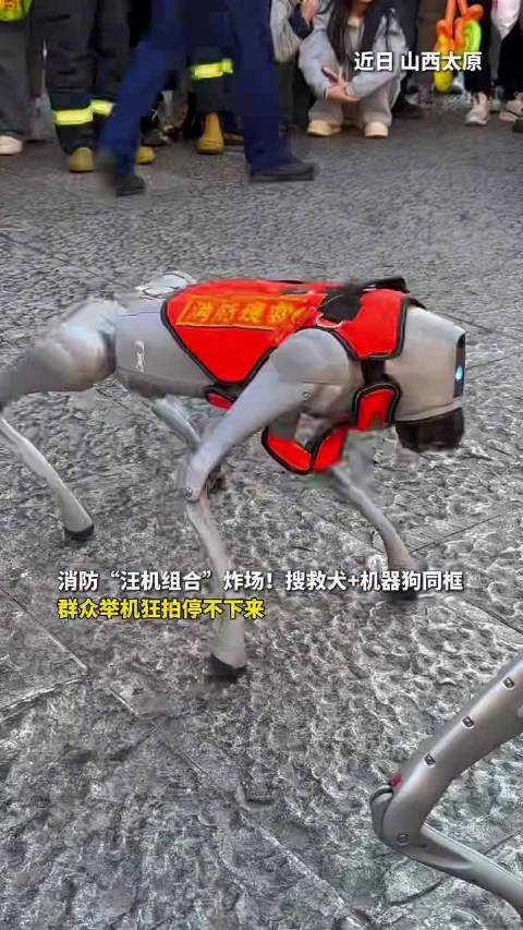 搜救犬一出场路人举手机狂拍不停
