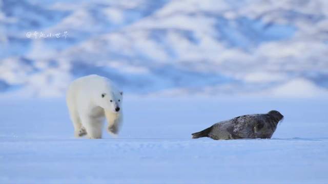 为了生存，北极熊与海豹斗智斗勇，用尽了浑身解数
