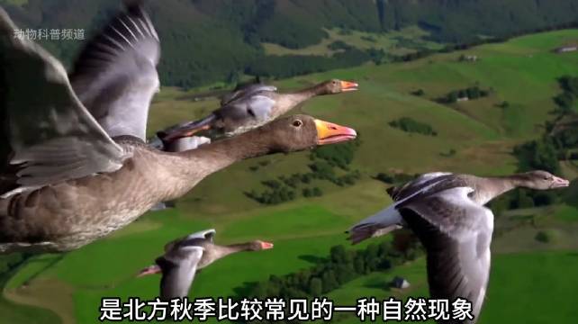 当大雁一家迁徙时 结果队伍中却出现了一只捣蛋鬼 大雁