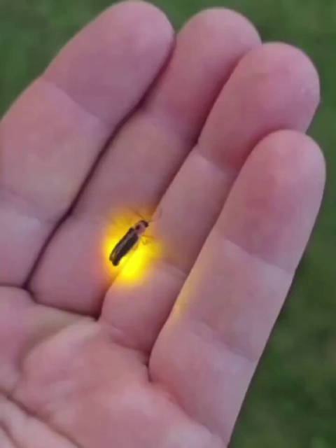 湘西到密云，萤火虫渐成童年记忆