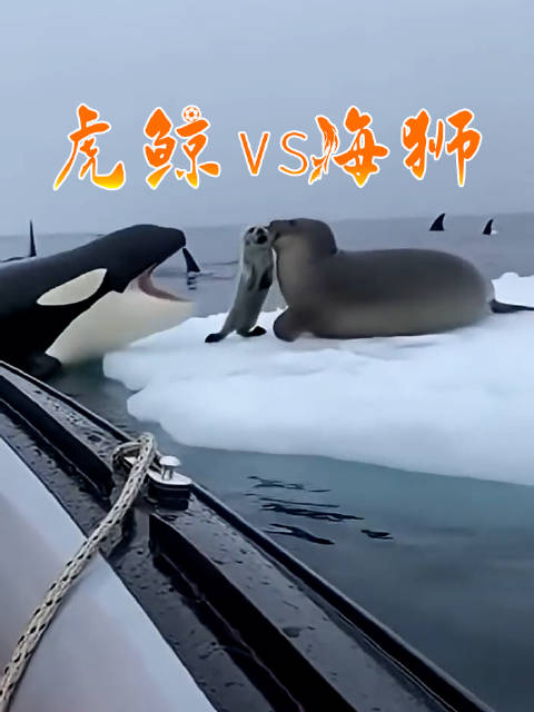 身陷重围，海狮妈妈不轻言放弃，从虎鲸口中救下自己的孩子
