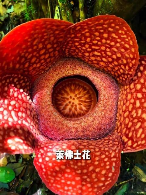 马来西亚独占全球七大奇景，长鼻猴、莱佛士花等举世无双
