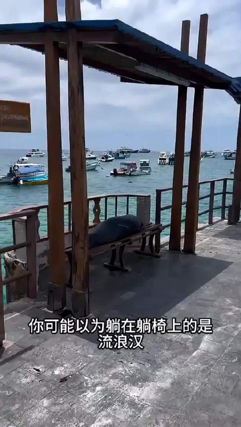 守规矩的海狮：为了吃鱼绞尽脑汁的机灵鬼