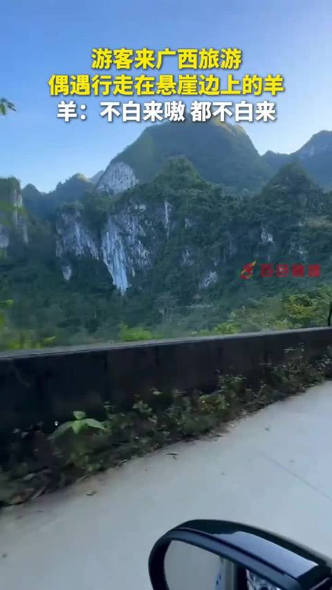 广西游客偶遇悬崖行走羊群，萌态引热议
