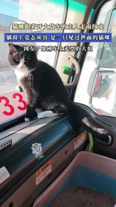 猫咪跟着开大货车的主人走南闯北，姿态从容，是只见过世面的猫咪！