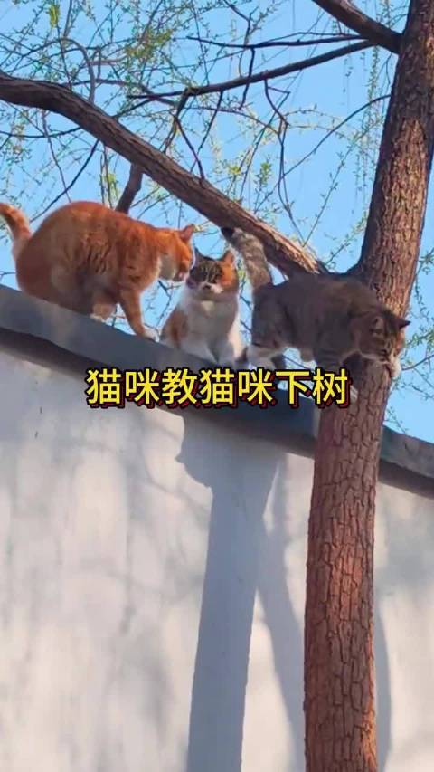猫咪教猫咪下树