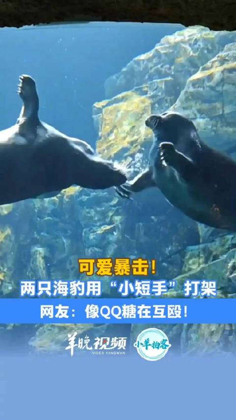 女子偶遇两只海豹相互出击憨态可掬