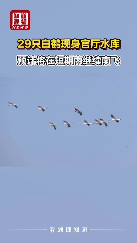 29只白鹤现身官厅水库，预计短期内南飞鄱阳湖