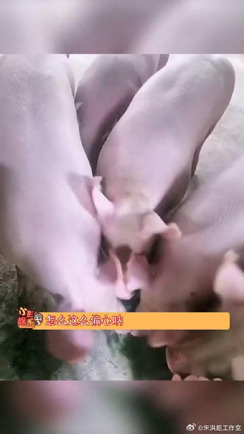 看把那俩孩子馋的，为什么不一碗水端平，ps：有点像李荣浩老师怎么回事