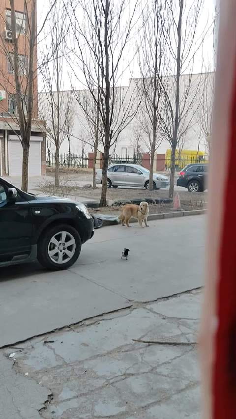 奥斯卡的小伙伴金毛萌宠搞笑视频