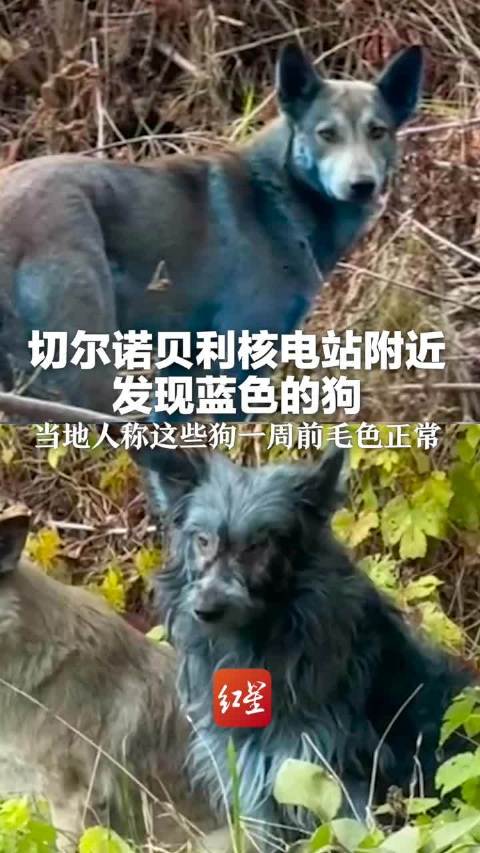 切尔诺贝利惊现“生化蓝狗”，美专家揭开真相：它们在有蓝色清洁剂的移动厕所里打滚