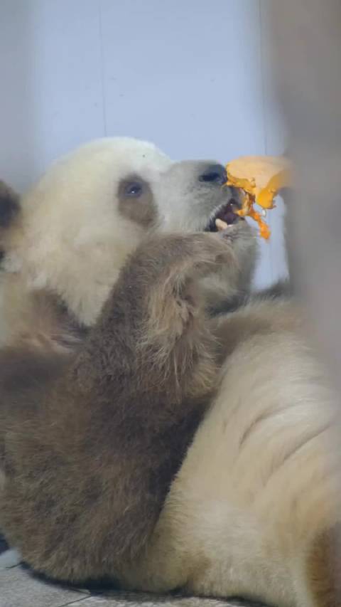 仔仔闭眼品味南瓜享受美味