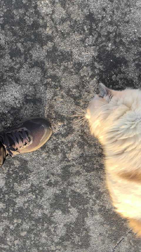 陈乔恩发文晒猫引粉丝互动，超话阅读量达35.6万