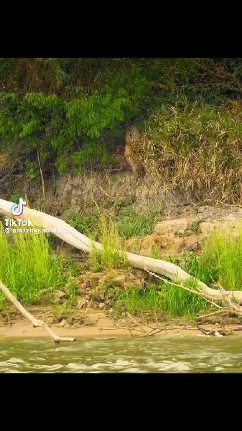 捷豹！应该是丛林之王