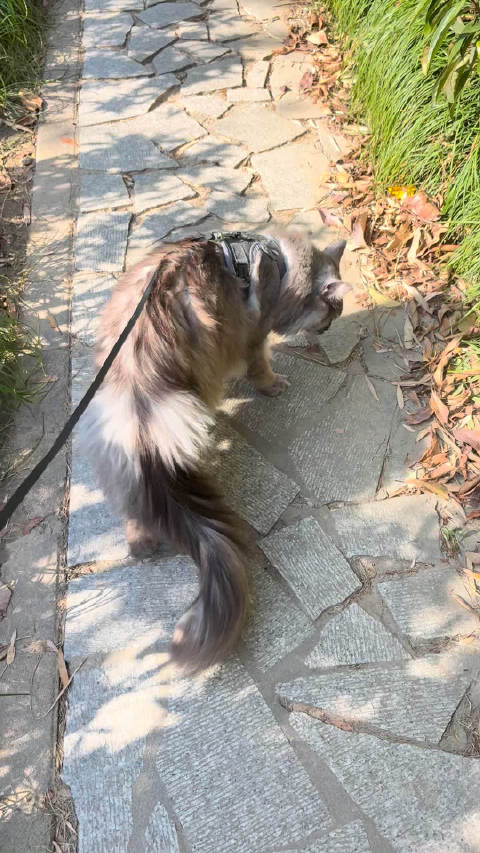 带小冬冬出门蹓跶 手术后第一次出门转，怕得很 安抚了好一会，开始了他的探索