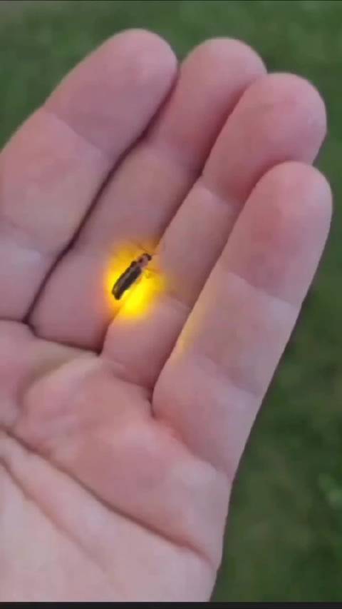 你有多久没有看到过萤火虫了？还记得童年那个燥热夏天麦田上的星星点点吗？