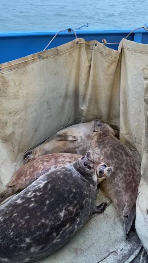 科学家捕获里海海豹将安装卫星定位后放归