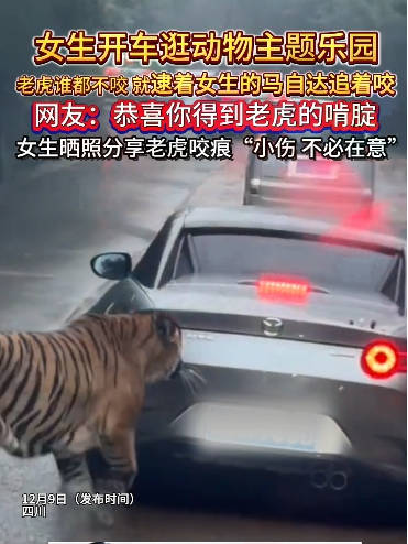 女子开车遭遇老虎的啃腚