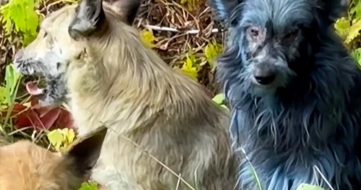 切尔诺贝利核电站惊现“生化蓝狗”，真相曝光：“它们在有蓝色清洁剂的移动厕所里打滚”