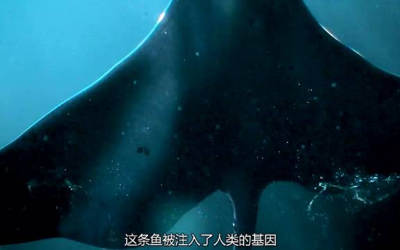 你敢相信吗？一条海豹竟然变成了美人鱼 我的观影报告