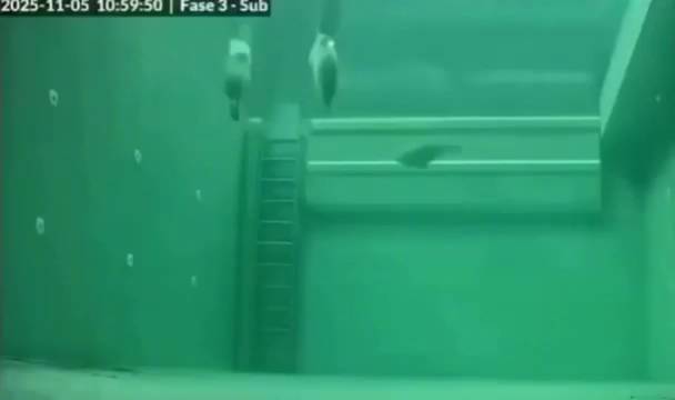 海豹睡觉的延时下饺子咯，饺子们浮起来咯