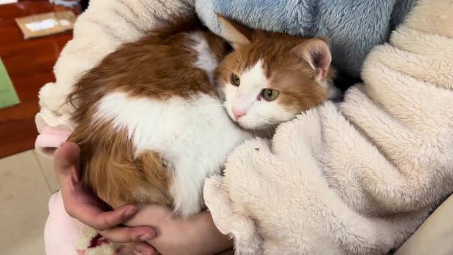 “小摩托屁股是油门，一摸就响”