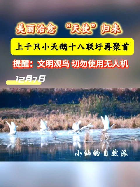 合肥十八联圩湿地现千只小天鹅 今年数量突破千只创历史新高