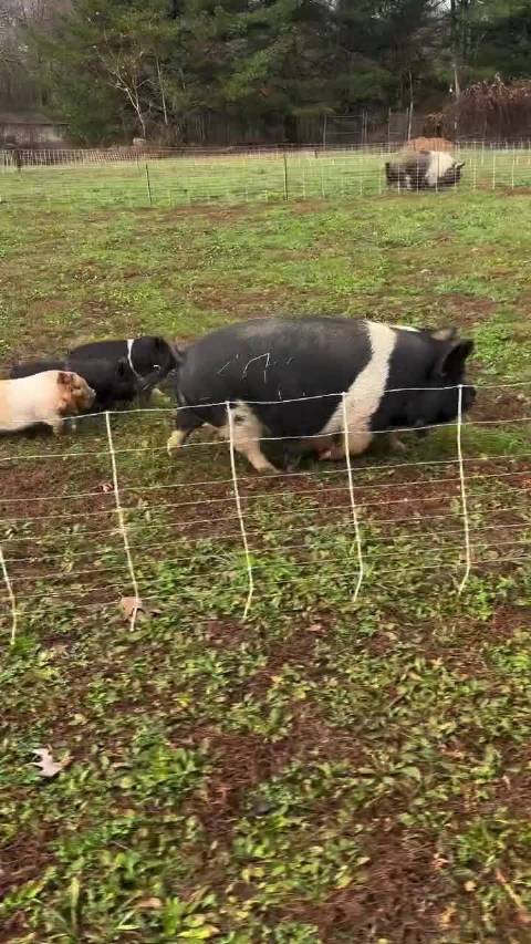 拖拉机惊动猪妈妈带崽奔跑，农场画面萌趣十足