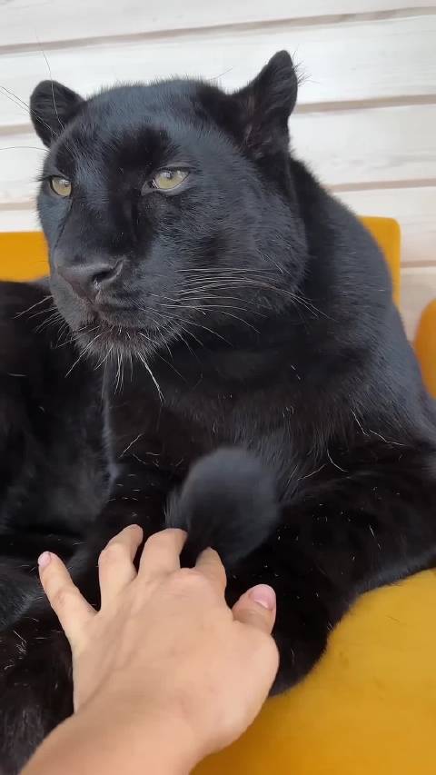 阿米嘎蒂朵喵喵～（黑豹版）