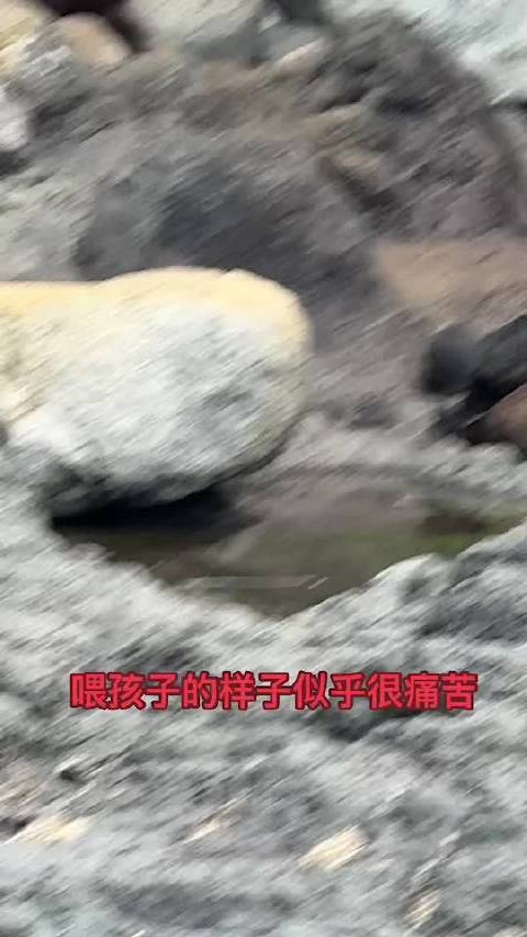 新西兰阿卡罗阿海狮妈妈哺乳显疲惫