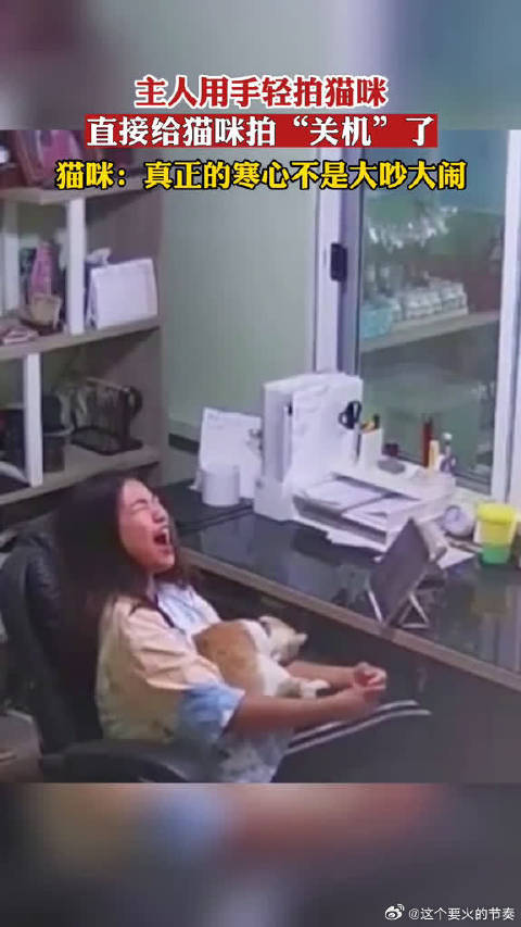主人用手轻拍猫咪，直接给猫拍“关机”了，网友：奥斯卡小金猫