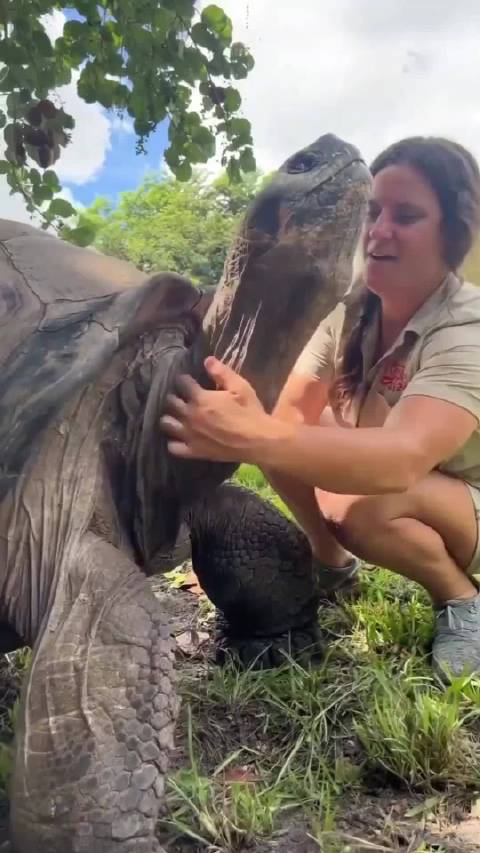 这个我兄弟能撸吗？‖象龟 ‖泰迪 ‖海狮 ‖动物 ‖神奇动物