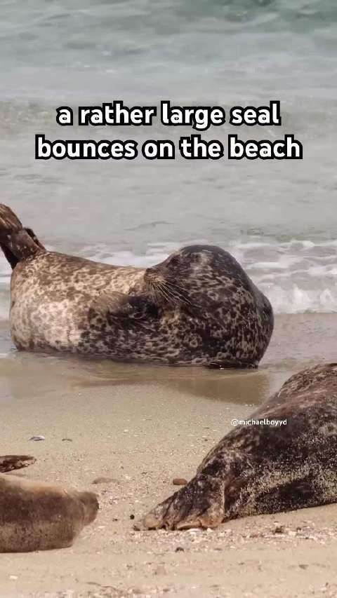 大肥肉弹动！ 海豹港海豹 Phoca vitulina YT: YT: Michael Boyd