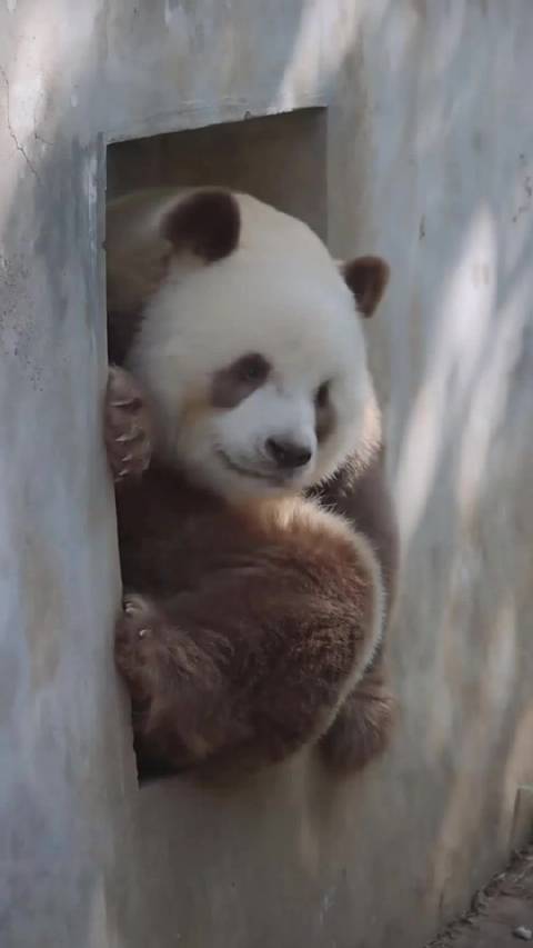 七仔坐小窗探头呆萌出圈