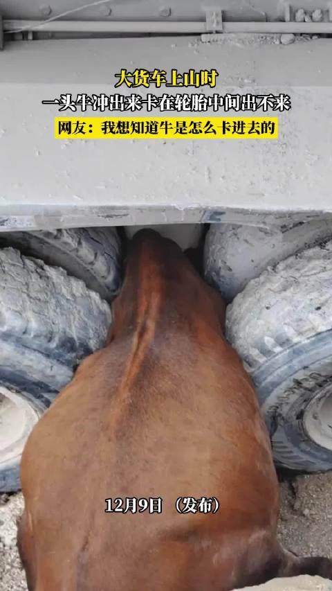 大货车上山遇牛卡轮胎，网友好奇如何卡入