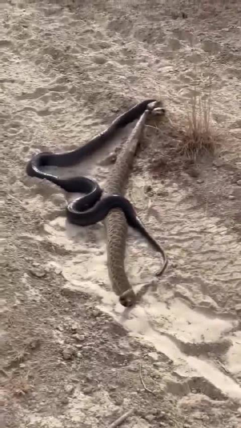 无毒蓝靛蛇捕食有毒响尾蛇，免疫毒液以力量制胜